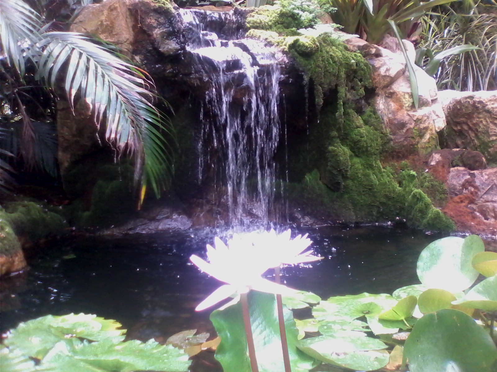 water falls onto a heavenly lotus in a sunken garden, florida, dharmadhatu